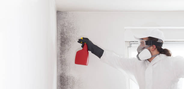 Best Certified Mold Removal  in Kenwood, OH