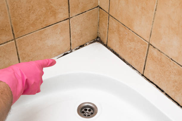 Best Professional Mold Removal  in Kenwood, OH